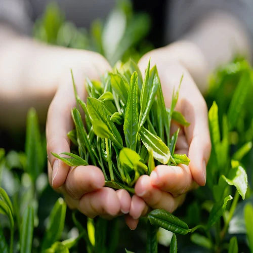 Green Tea Oil – Extraction, Properties, and More | DBR Exports India