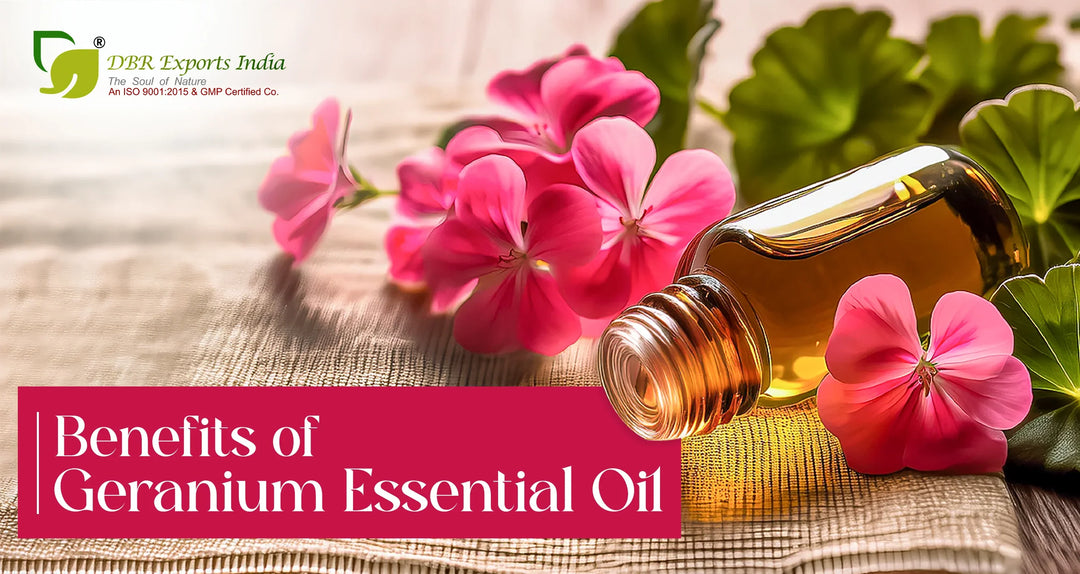 All About Geranium Essential Oil: Proven Benefits, Uses, and More