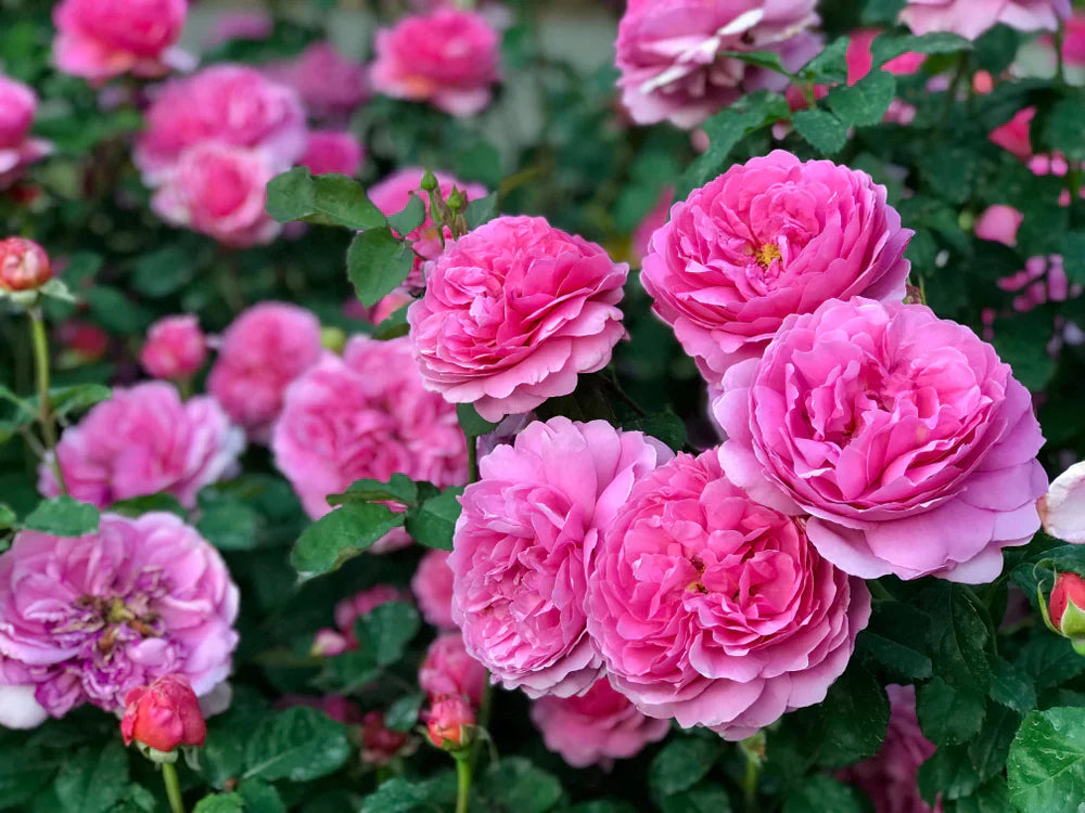 Rose De Mai Absolute Oil: The Queen of Floral Essential Oils