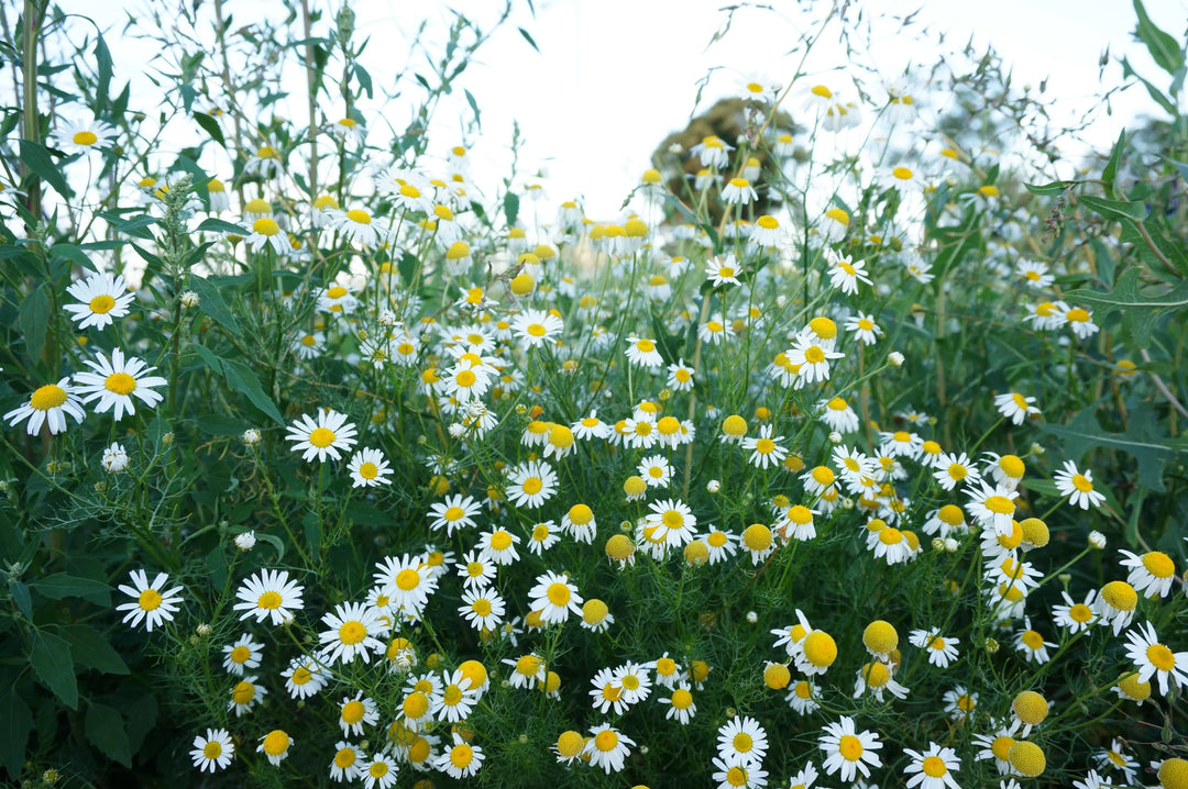 German Chamomile Oil: A detailed overview