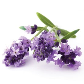 Essential Oils for Soap, Candles & Perfumes