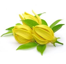 Reconstituted Essential Oils