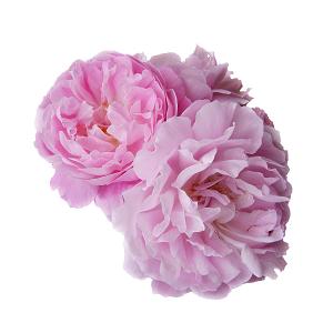 Floral Waters / Hydrosols