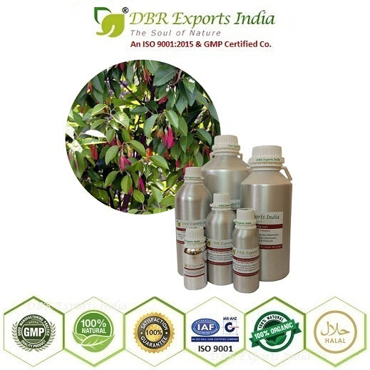 Pure Copaiba Balsam essential Oil steam distilled