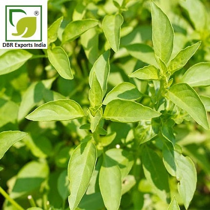 Basil Oil_Pure Ocimum Basilium Oil by DBR Exports India