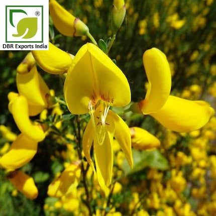 Pure Broom Oil_Pure Spartium Junceum Oil by DBR Exports India