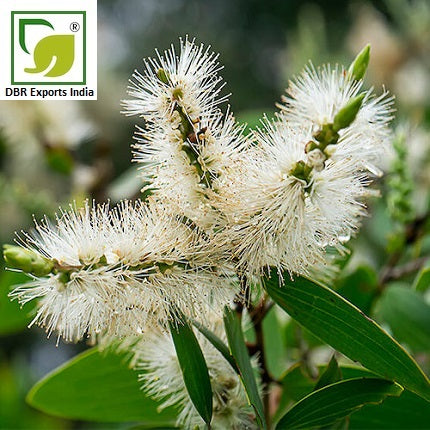 Pure Cajuput Oil_Pure Melaleuca leucadendra Oil by DBR Exports India