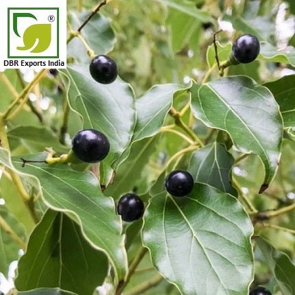 Pure Camphor Oil_Cinnamonum Camphora Oil by DBR Exports India