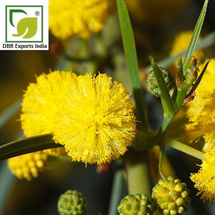 Pure Cassie Oil_Pure Acacia Farnesiana Oil