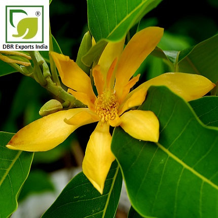 champaca essential Oil