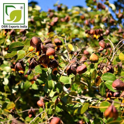 Pure Copaiba Balsam Oil_Pure Dipterocarpus Turbinatus Oil by DBR Exports India