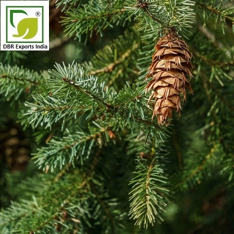 Fir Needle Oil_Abies Sibirica