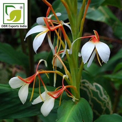 Pure Hedychium Root Oil_Pure Hedychium Spicatum Oil by DBR Exports India