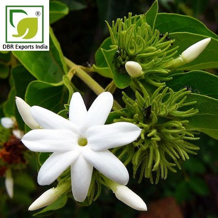 Pure Jasmine Auriculatum Oil_Jasminum Auriculatum Oil by DBR Exports India