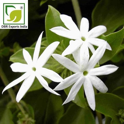Pure Jasmine Oil_Jasmiunum Auriculatum Oil by DBR Exports India
