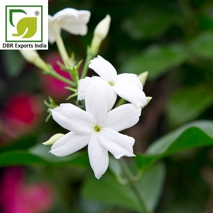 jasmine oil india origin by DBR Exports India