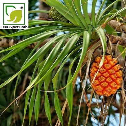 Pure Keora Oil_Pandanus Odoratissimus Oil by DBR Exports India