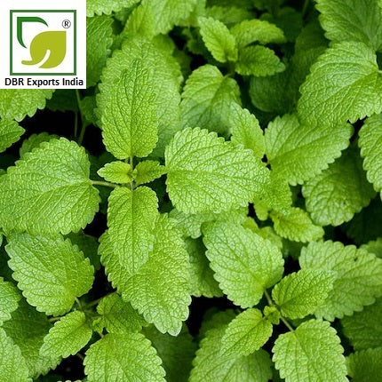 Melissa Essential Oil by DBR Exports India