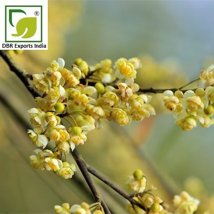 May Chang Oil_Litsea Cubeba Oil 