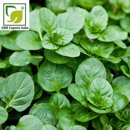 Bergamot Mint Oil - Mentha Citrate Oil