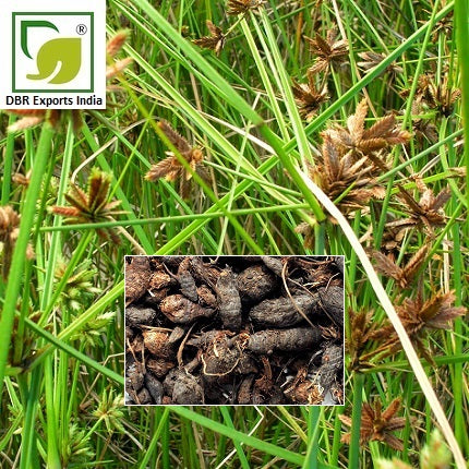 Pure Nagarmotha Oil_Pure Cyperus Scariosus Oil