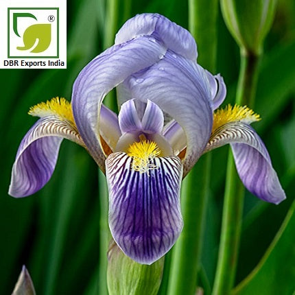 Orris Root Absolute