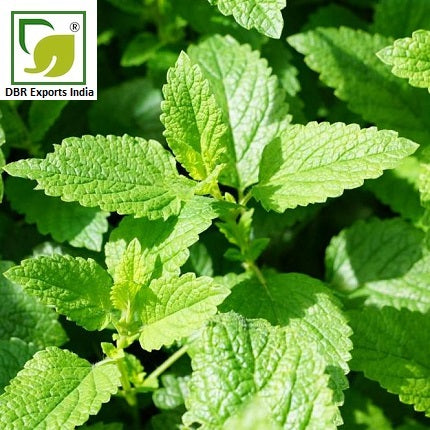 100 Pure Peppermint Oil_ bulk Mentha Piperita Oil by DBR Exports India