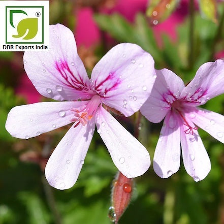 Rose Geranium Oil_Pelargonium graveolens var. Roseum