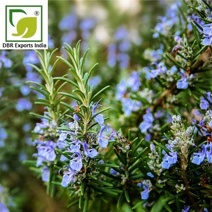 Pure Rosemary Oil_Pure Rosmarinus Officinalis Oil
