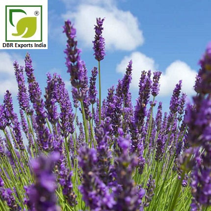 Spike Lavander Oil - Lavendula Latifolia