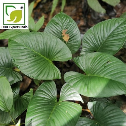 Sugandh Mantri Oil Pure Homalomena Aromatic Oil by DBR Exports India