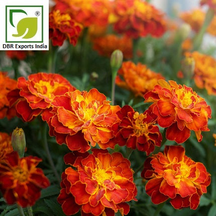Tagetes Oil Tagetues Minuta Oil