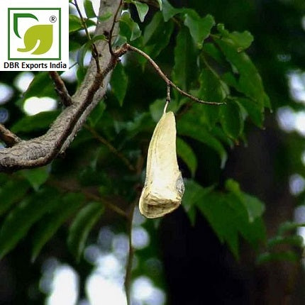 Pure Balsam Tolu Oil _Pure Myroxylon Balsamum Oil by DBR Exports India