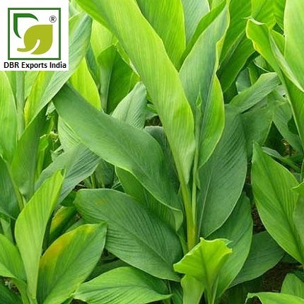 Turmeric Leaf Oil_Pure Curcuma Longa Oil by DBR Exports India