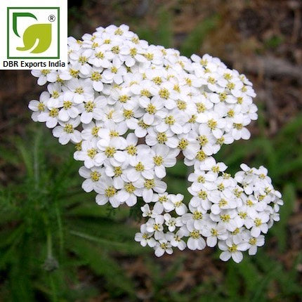 Yarrow Oil_Achillea Millefolium