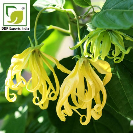Pure Ylang Ylang Oil_Pure Cananga Odorata Oil