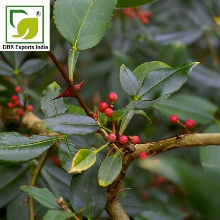 Pure Zanthoxylum Oil_Pure Zanthoxylum Armatum Oil by DBR Exports India