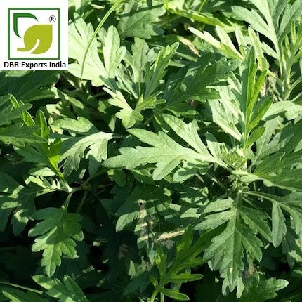 armoire oil mugwort oil Artemisia Vulgaris