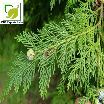 Pure Cypress Oil_Cupressus Sempervirens Oil
