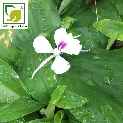 Pure Galangal Oil_Pure Kaempferia galanga Oil by DBR Exports India