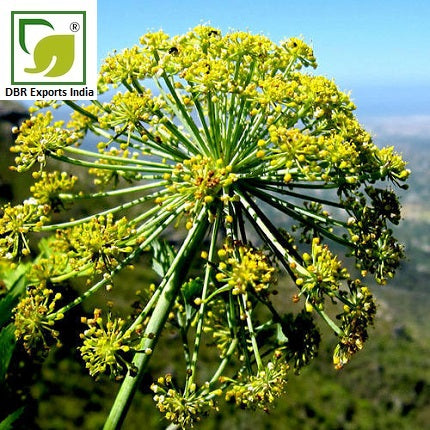 Galbanum Oil Ferula galbaniflua Oil by DBR Exports India