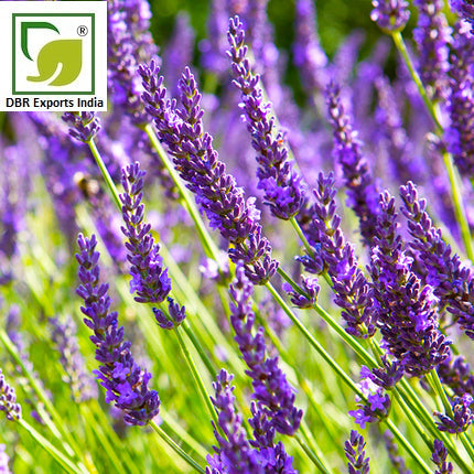 Lavandin Oil Grasso_Lavendula Hybrida